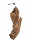 wurzel 129 3.jpg